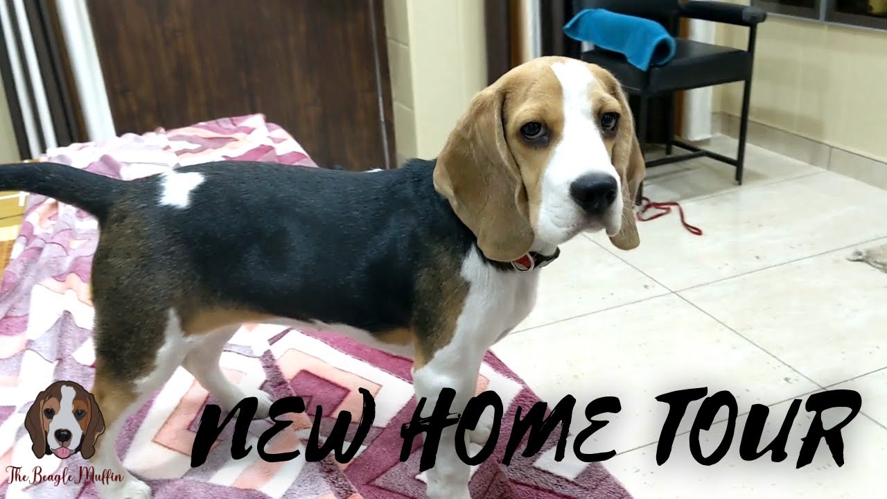 Muffin's Tour to Patiala House | Royal City Patiala | TheBeagleMuffin