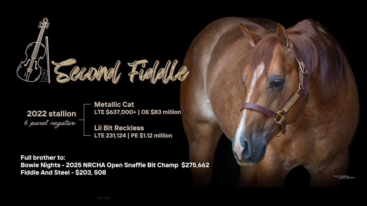 Second Fiddle - hip 238 sells February 28th at the Billings Livestock Sale 