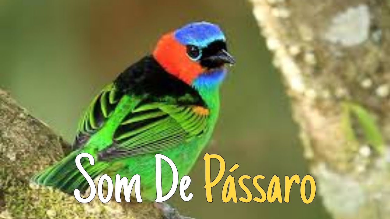 Som de P&aacute;ssaros, Floresta, Natureza Para Relaxar e Meditar