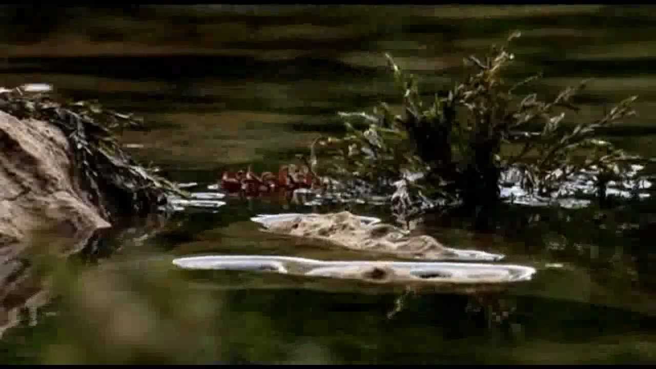 Die schwarze Donau - Ein Fluss verschwindet 3/3
