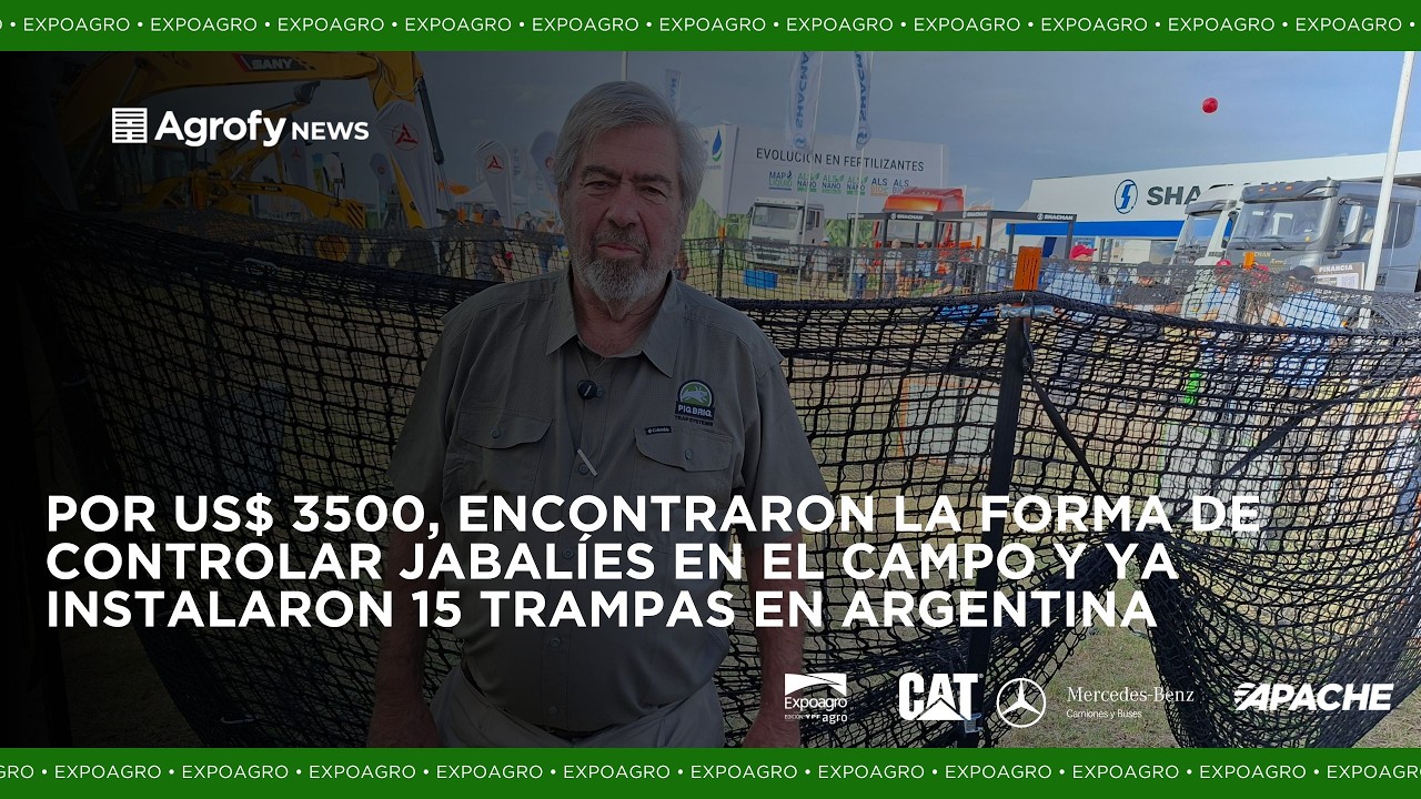 Encontraron la forma de controlar jabalíes en el campo y no paran de crecer en Argentina y la región