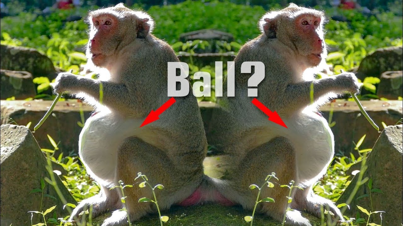 SUPER BIG!!! Janet Pregnant Big Baby Monkey Now She Walk Then Sit Again and Again - Monkey Buzz 664