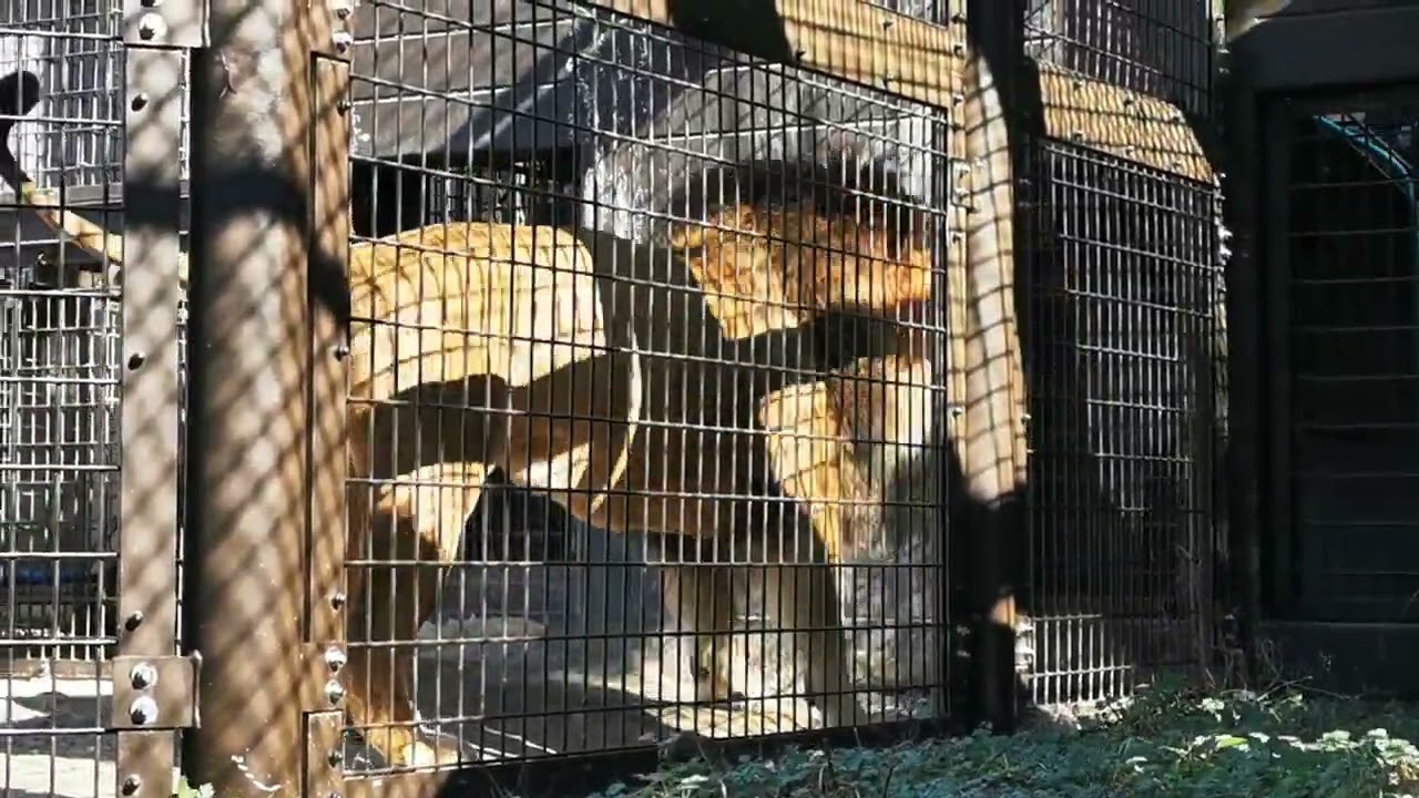 2026.1.3(土)　アース♂　ライオン　のんほいパーク