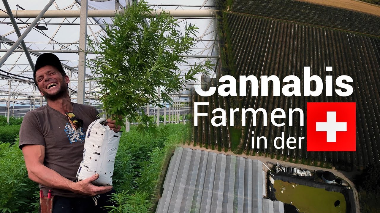 60km Cannabis - 1 Tag mit dem Chef einer riesigen CBD-Farm