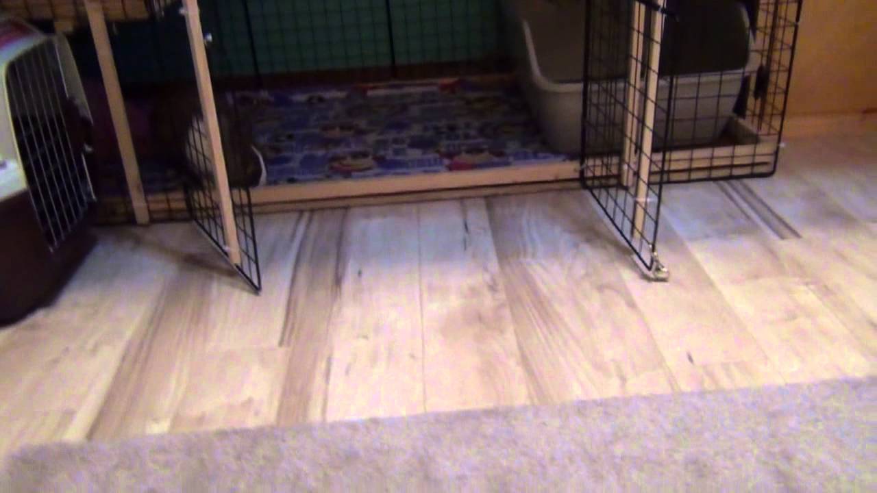 How To Clean A Rabbit Condo