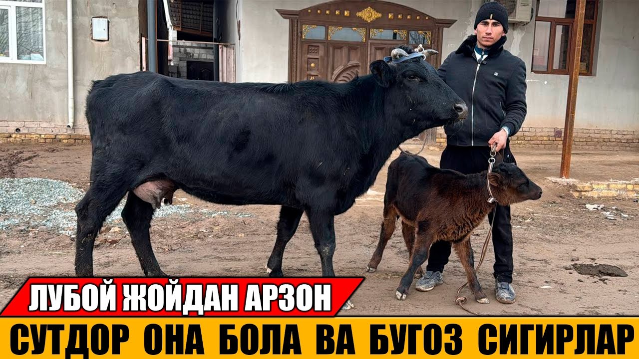 СУТДОР ОНА БОЛА ВА БУГОЗ СИГРЛАР САРВАРБЕК   30- ЯНВАРЬ