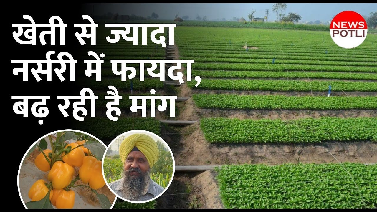 Vegetable plant nursery || खेती से ज्यादा कमाई सब्जियों की नर्सरी में ||  Plants | seedling nursery