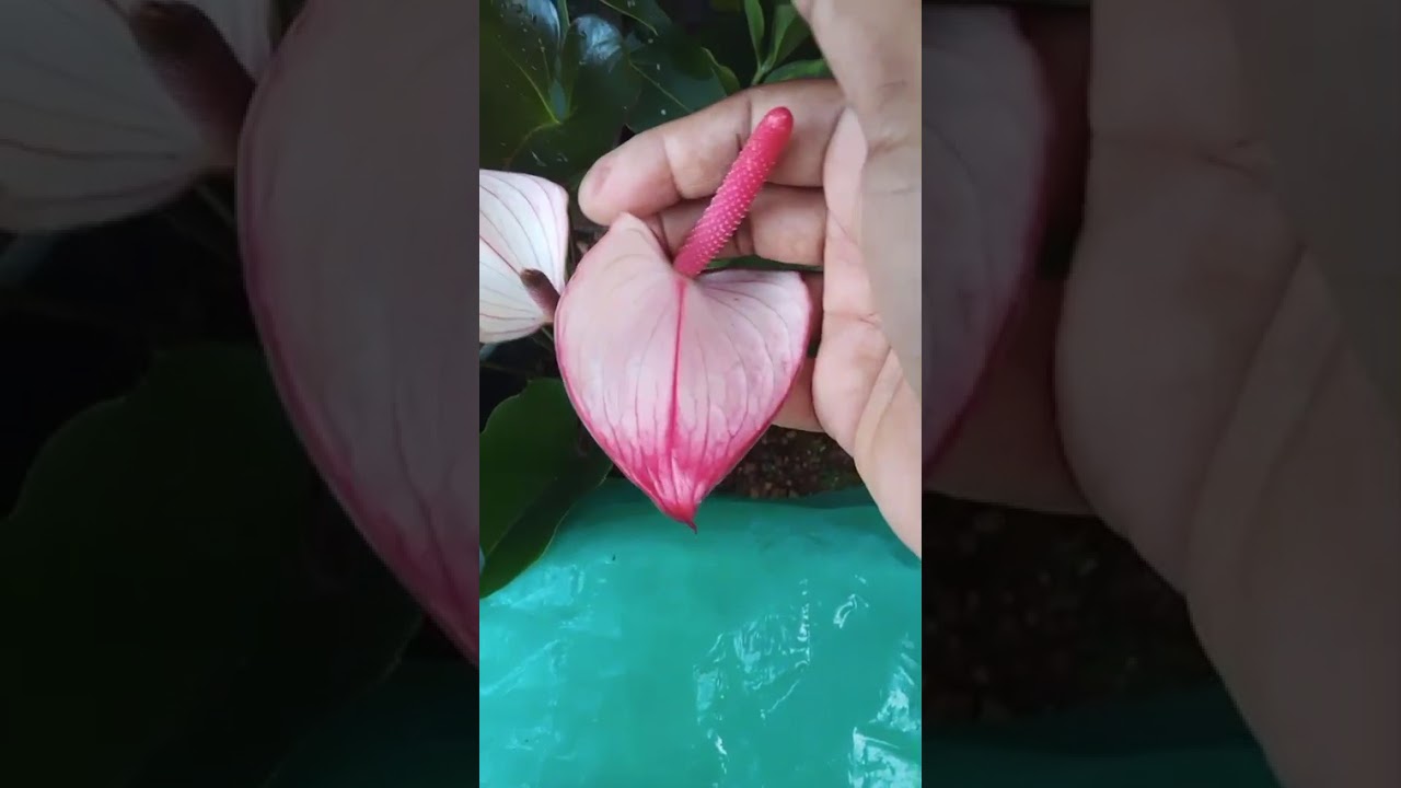 දුර්ලබ වර්ග අවශ්‍ය නම් 0772448684