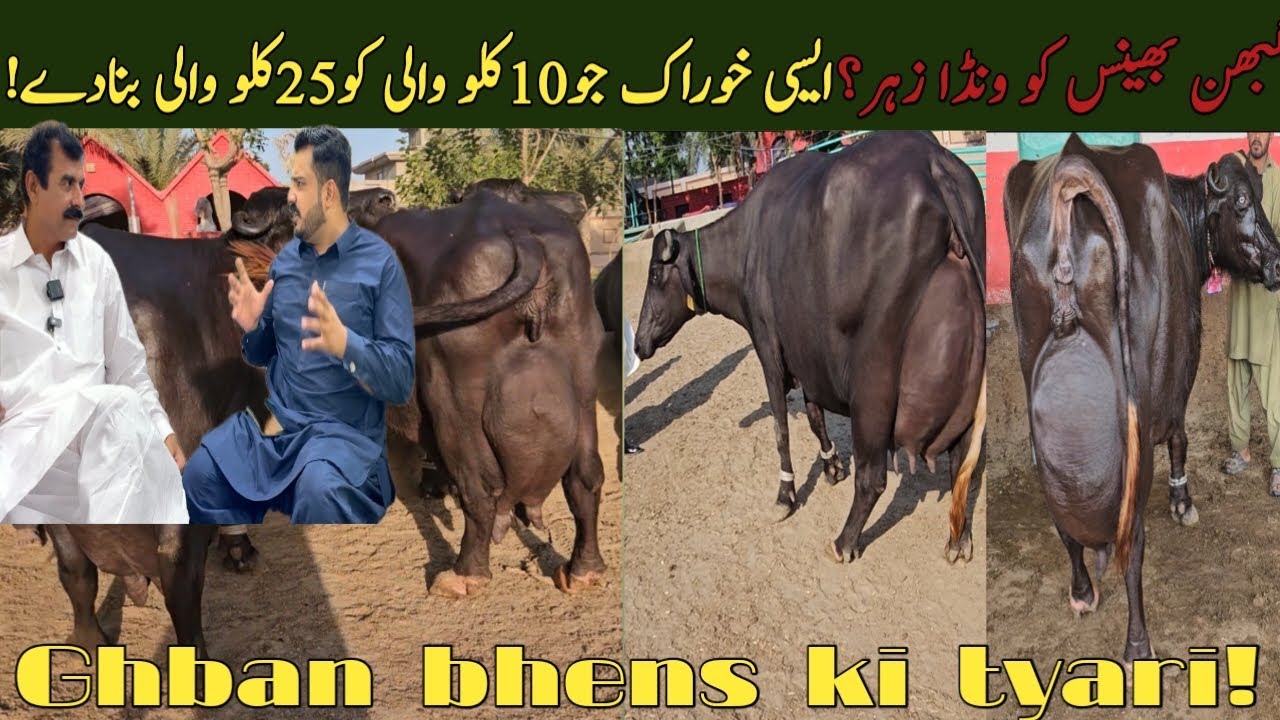 12kilo dodh wali bhens 30wali kesy tyar kry | Ghaban bhens ki tyari kesy kry | farmology