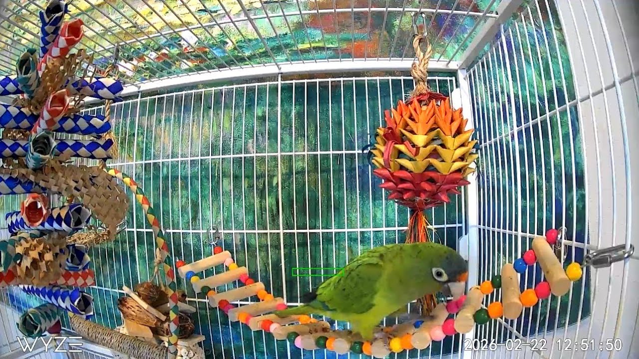 Half Moon Parrot Learns Trick and Dances 🦜 