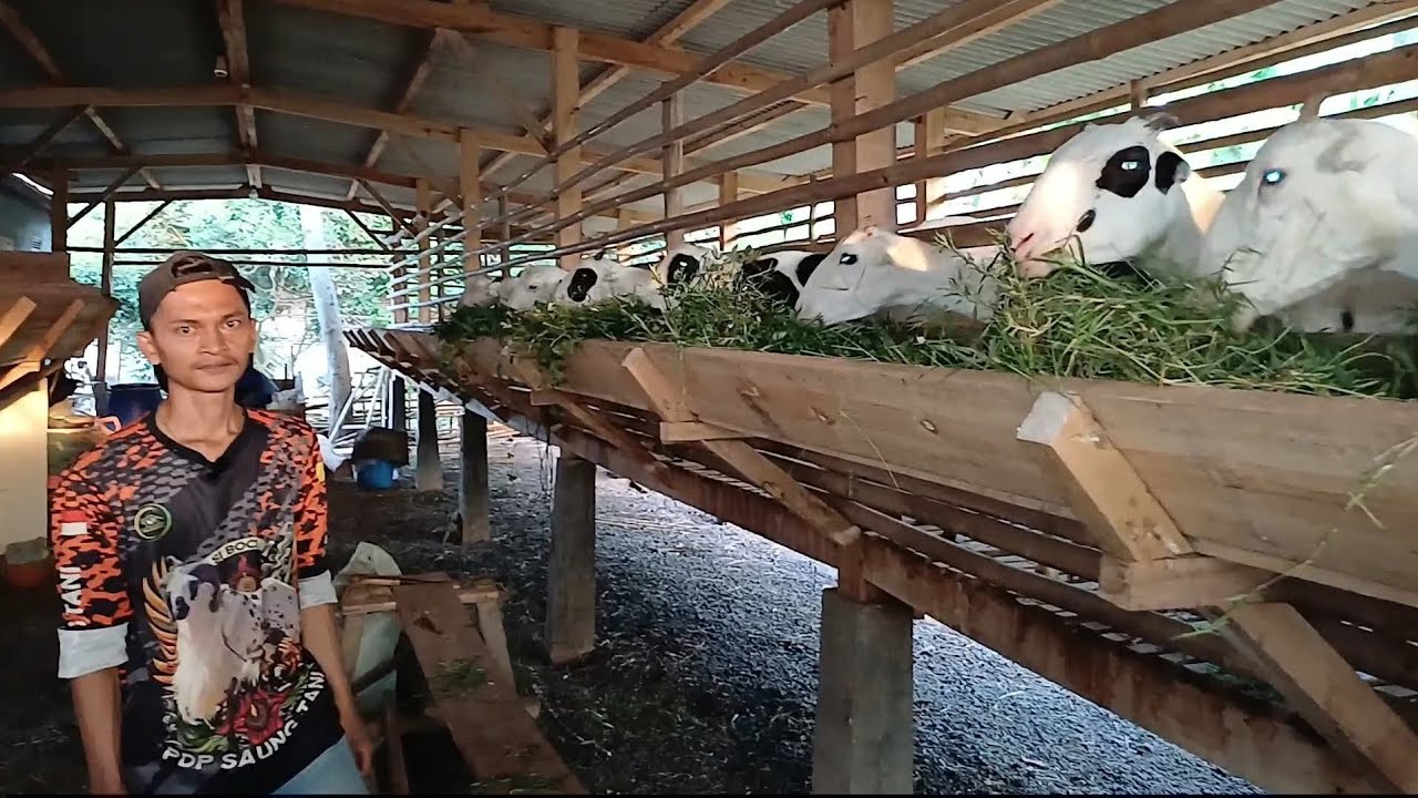 CARA MEMELIHARA DOGAR SISTEM ANGON DI CIPEUNDEUY SUBANG