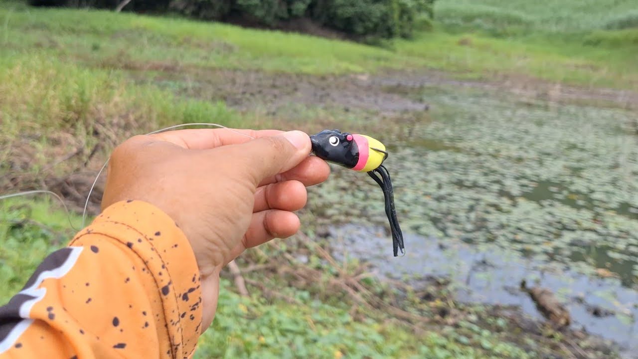 ISCA RATINHU DA SHOPEE PEGA MUITA TRAÍRA pesca ultralight 