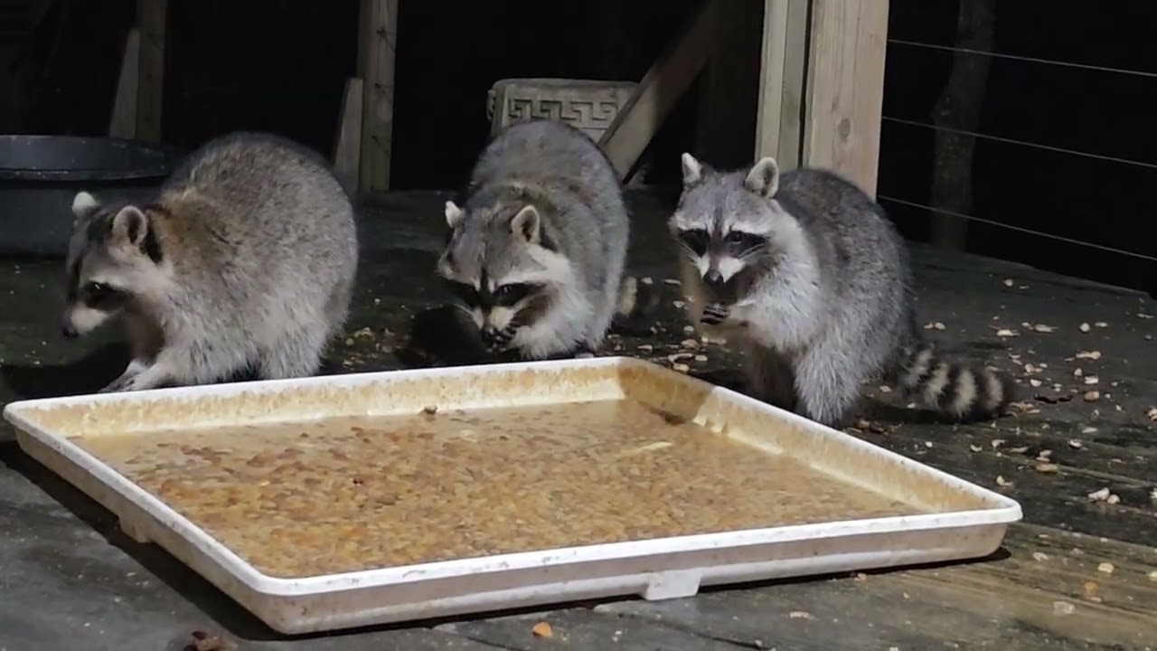 ASMR very relaxing raccoons from January 5 2026