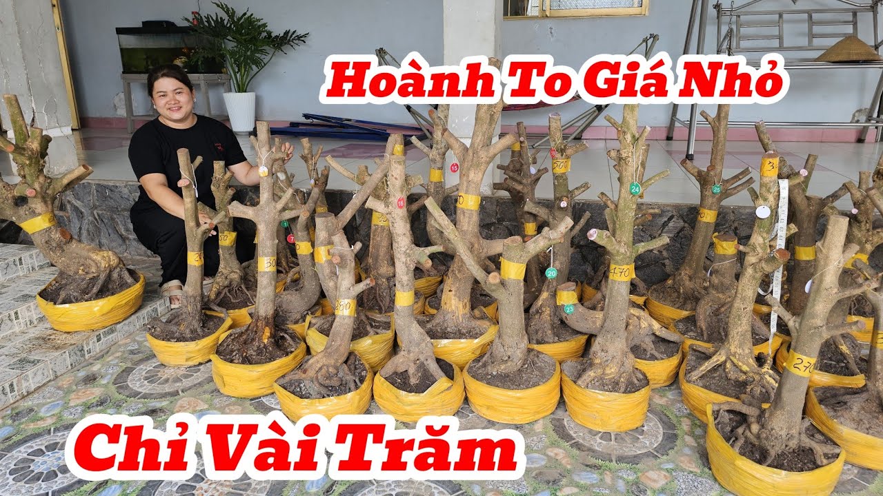 18/3☎️Mai Vàng Giá Rẻ☎️0787905052 Chị Diễm☎️Phôi Mai Vàng Hoành To Đế Vip Lực Cây Giá Vài Trăm