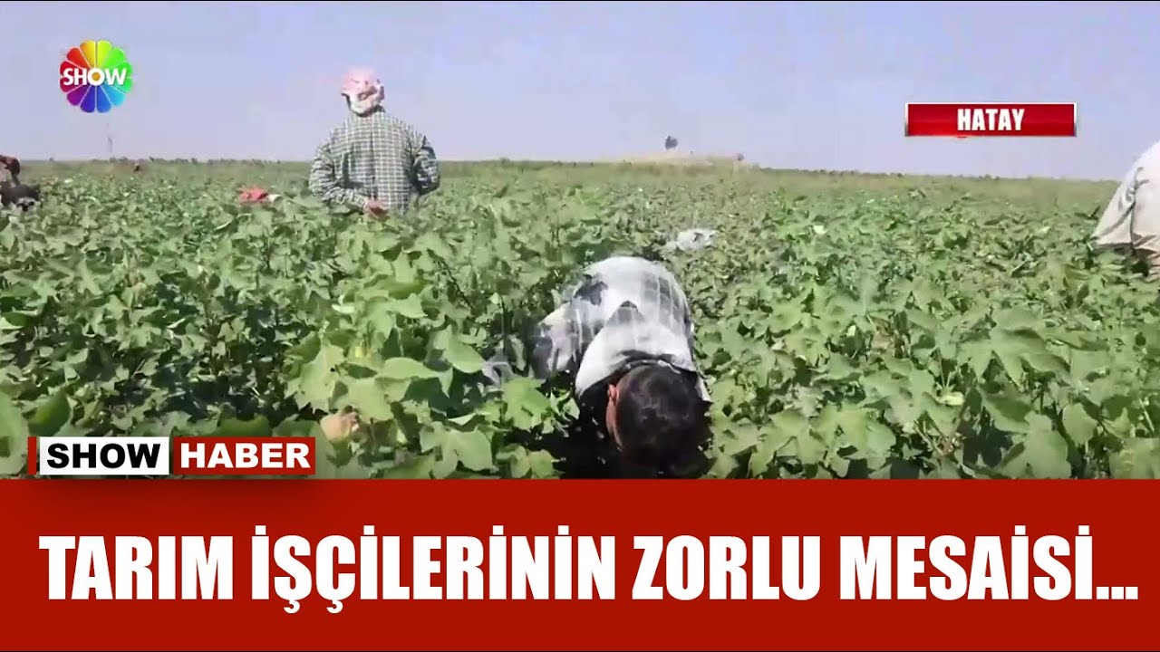 Pamuk tarlasının otunu ayıklıyorlar