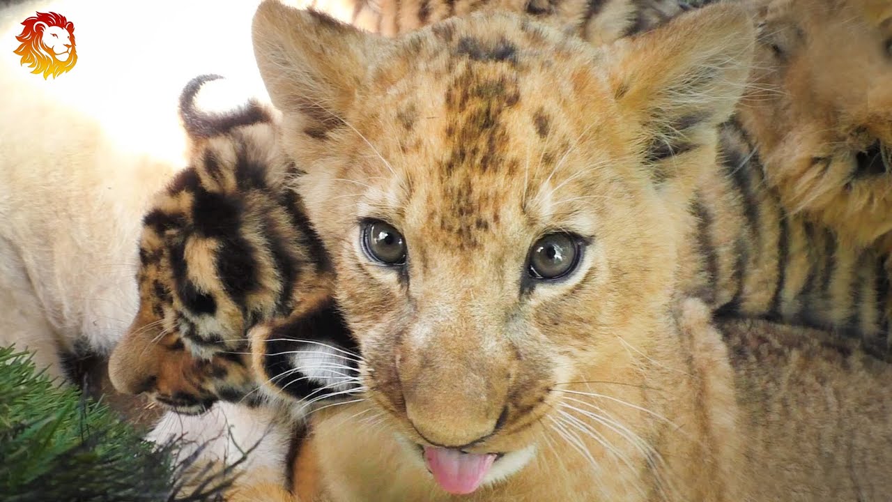 Львята и тигрята - дружные ребята. Тайган. Lion and tiger cubs friendly guys