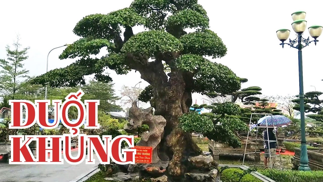 NHỮNG CÂY DUỐI đẹp nhất Triển lãm Ninh Bình #caycanhbachthuan #trienlamcaycanh