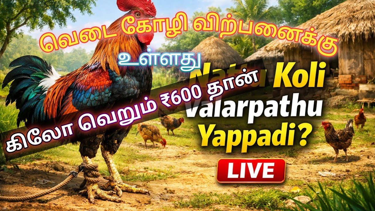 நாட்டு கோழி வளர்ப்பு & பெரு வெடை விற்பனை