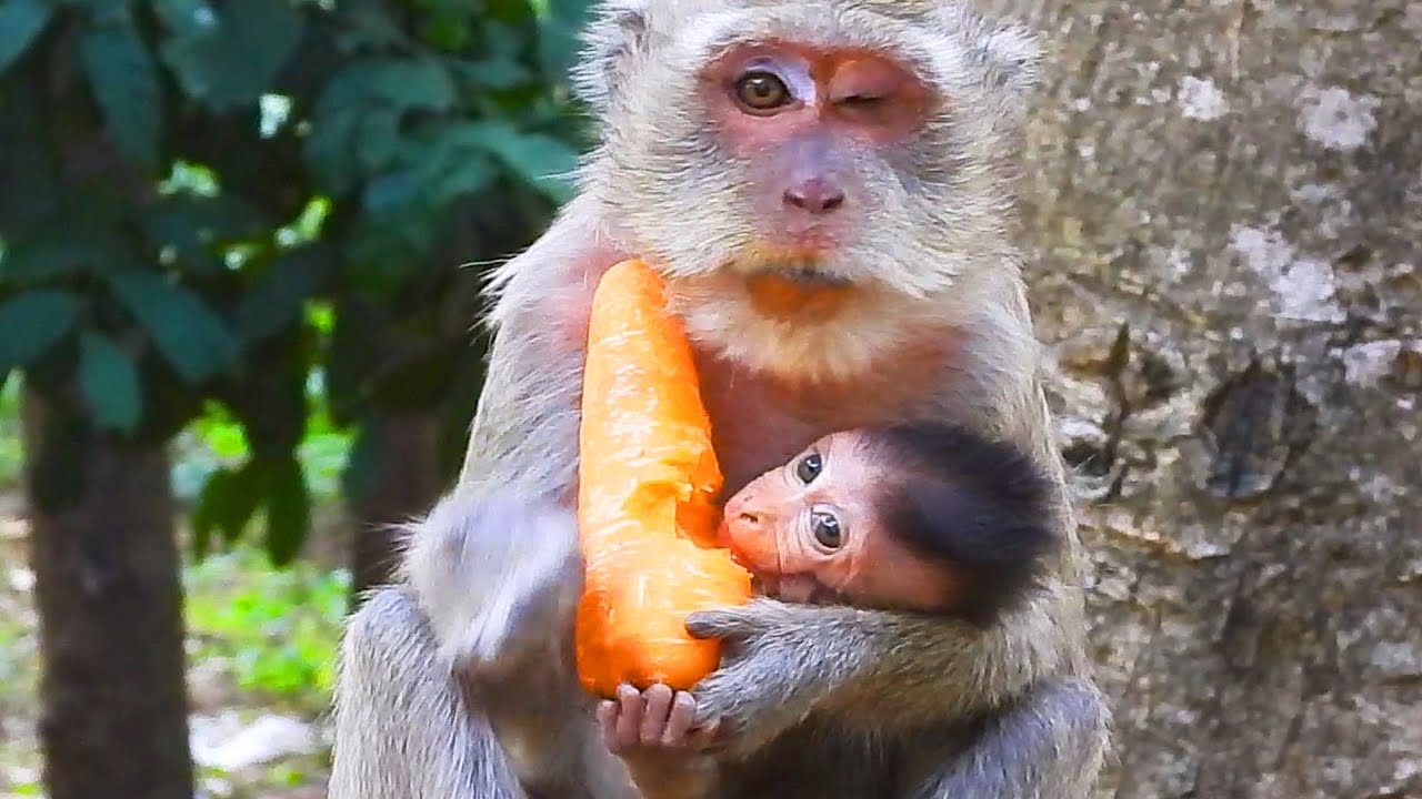 Skinny mom Vegas eat green vegetable with poor baby Vigo monkey