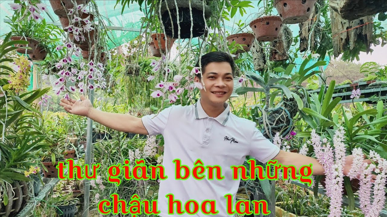 Cách chăm sóc lan khỏe mạnh ra nhiều hoa, mùa hoa 2025 tưng bừng khoe sắc | trồng lan ban công