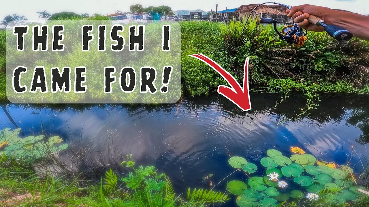I DID NOT EXPECT TO CATCH THIS FISH IN THIS TINY URBAN CREEK! 😮