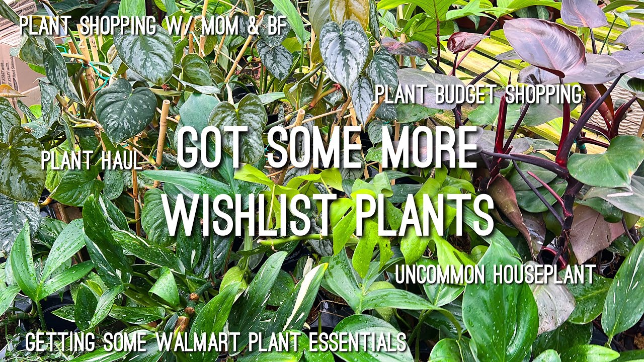 Rare Plant Shopping at Green Gate Nursery | Plant Haul | Walmart Shopping