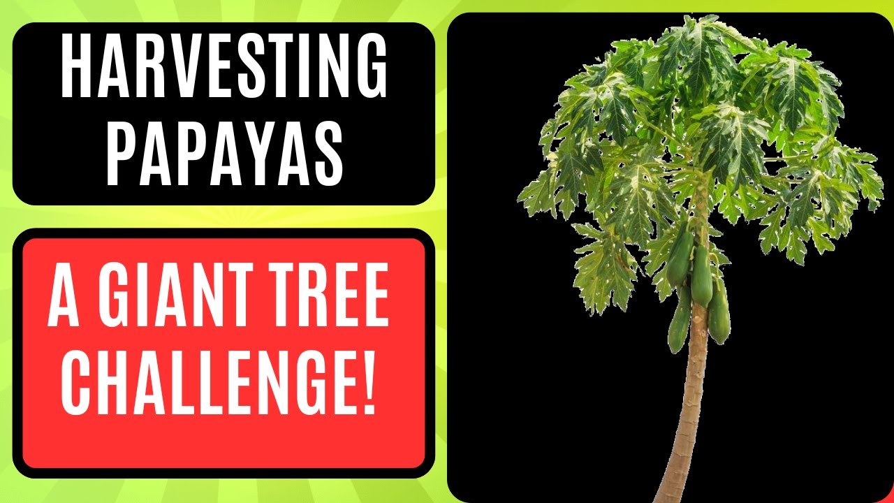 Watch Me Cut Down My Giant Papaya Tree for Ripe Fruits!