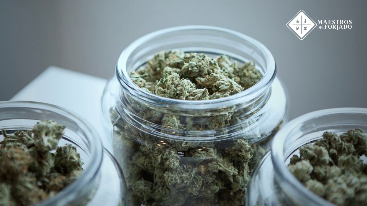 Anatom&iacute;a de la marihuana