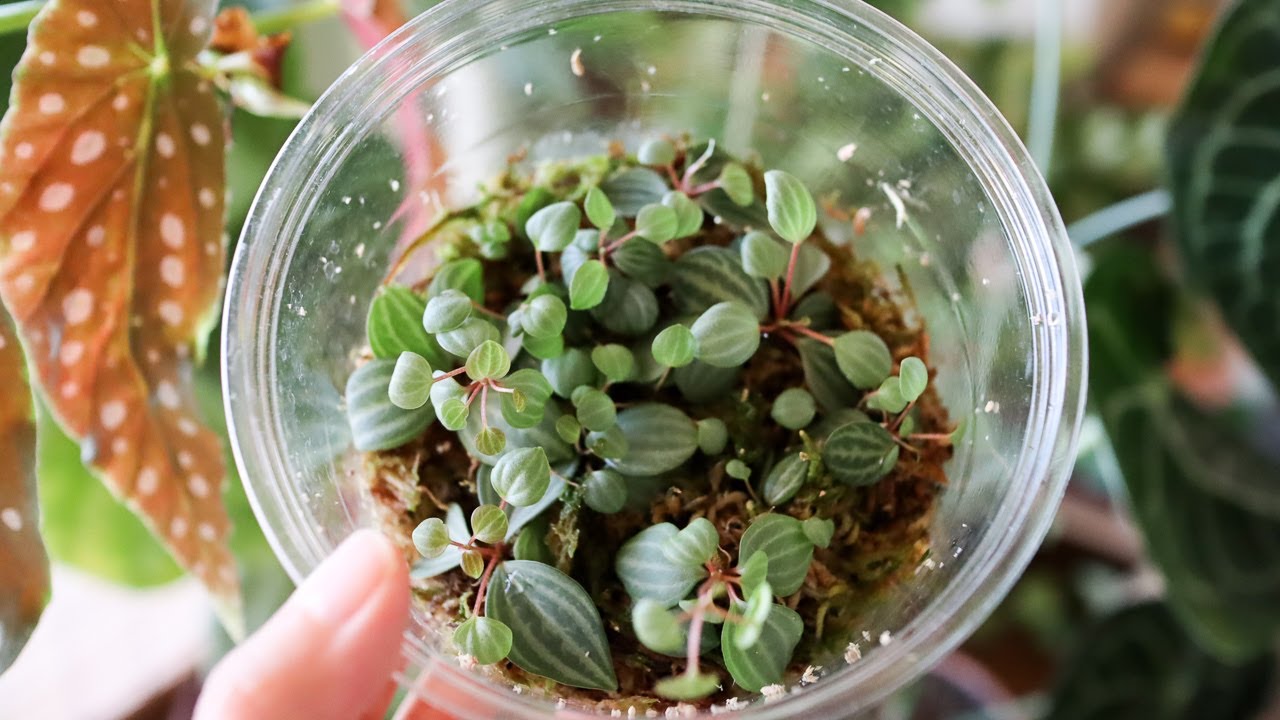 ペペロミア・プテオラータの育て方・増やし方🌿伸びたら剪定して挿し木しよう