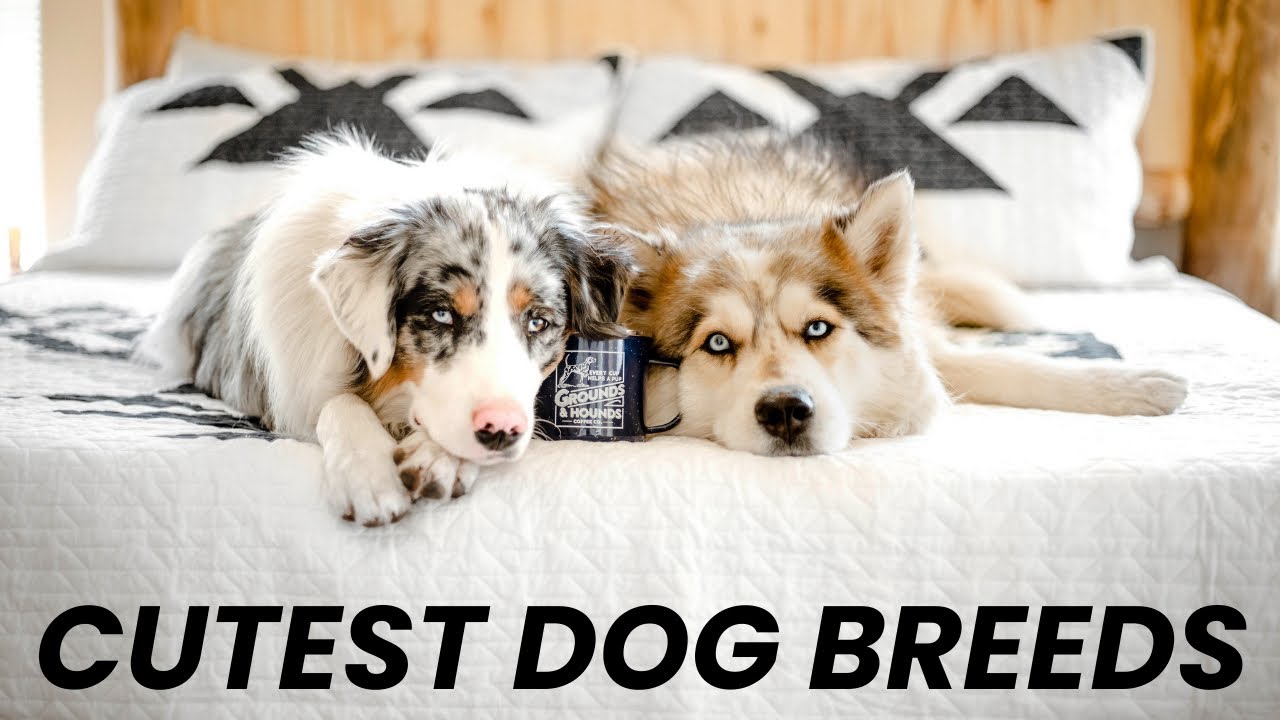 Top 10 Cutest Dog Breeds in the World