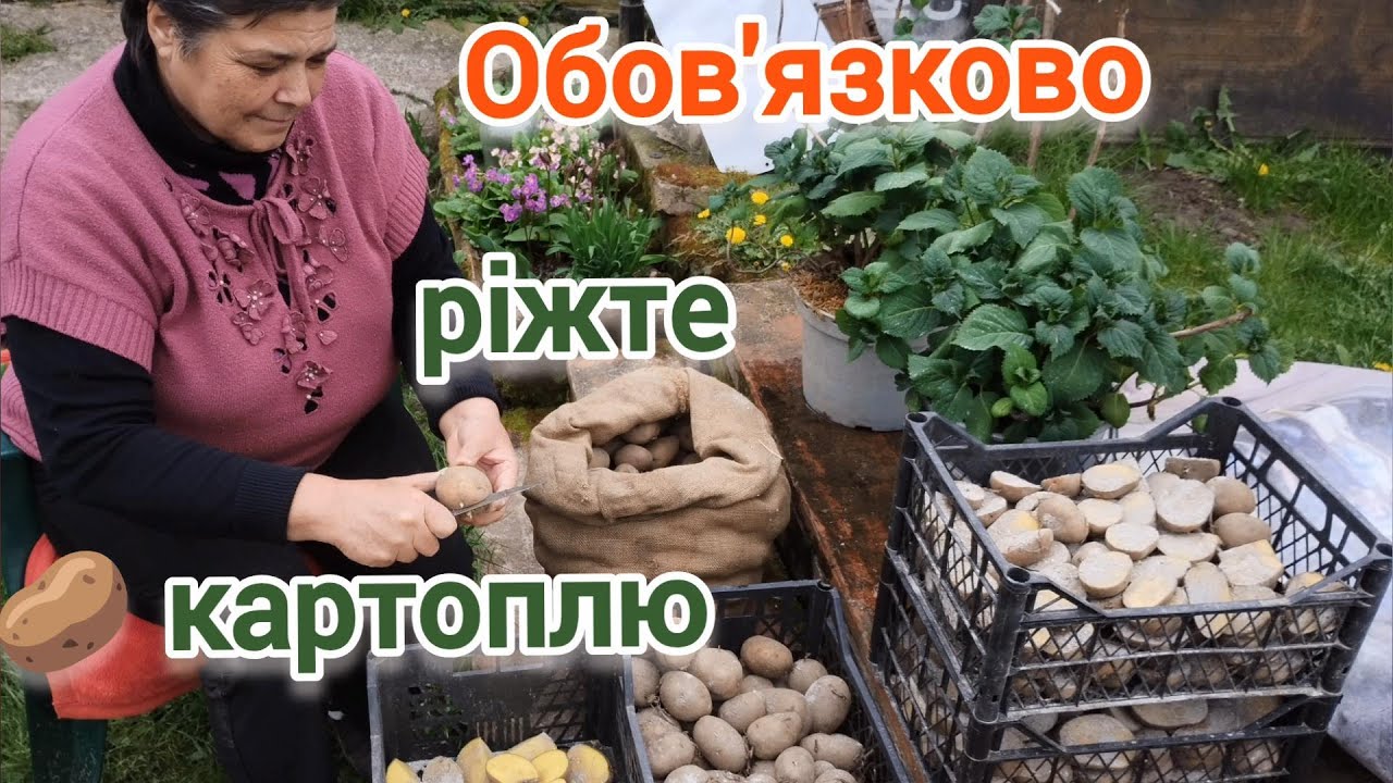 Підготовка пізньої картоплі до посадки @vsiogo_potrochku_u_seli