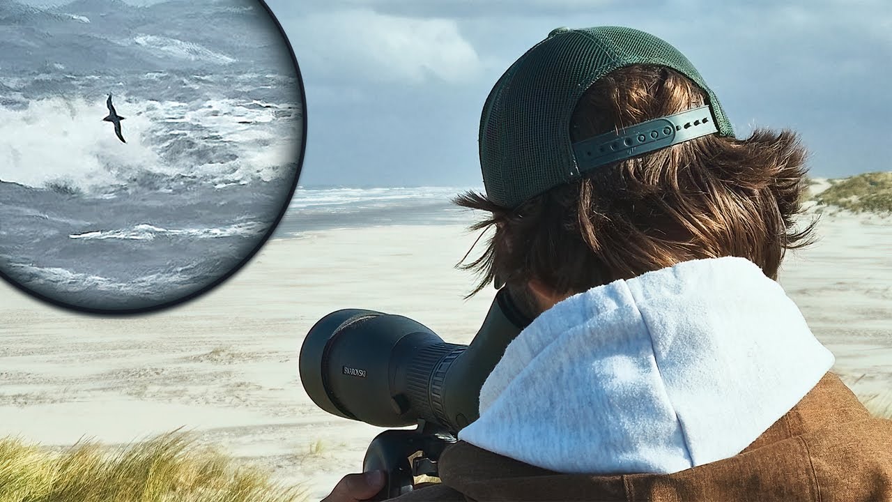 Zeevogels kijken en de laatste kans voor een zeldzaamheid op Schiermonnikoog