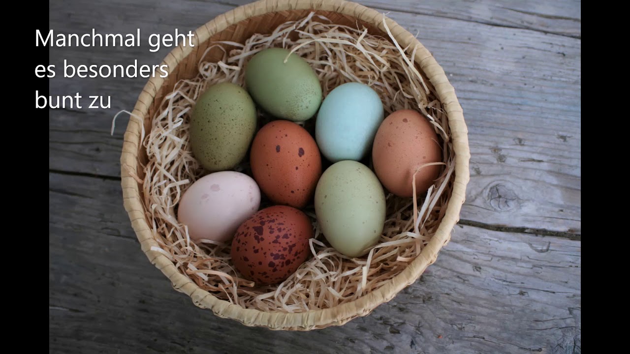 Bunte Eiervielfalt vom Ursteirerhof