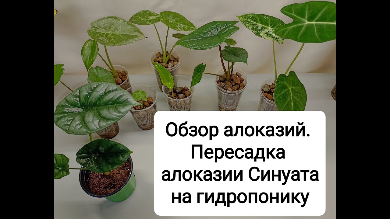 Обзор алоказий. Пересадка алоказии Синуата из грунта на гидропонику
