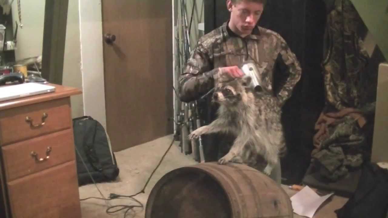 Raccoon Taxidermy (Part 2)
