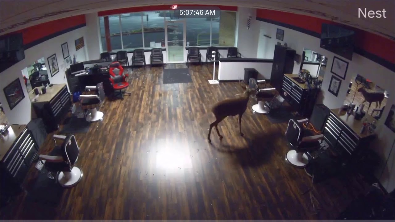 Deer Breaks Into Barbershop in Downingtown, Pennsylvania