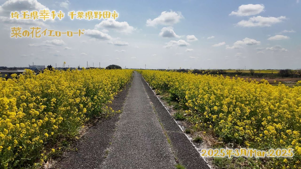 【Walking】菜の花イエローロード 埼玉県幸手市/Satte-shi Saitama Japan/千葉県野田市/Noda-shi Chiba Japan【散策】