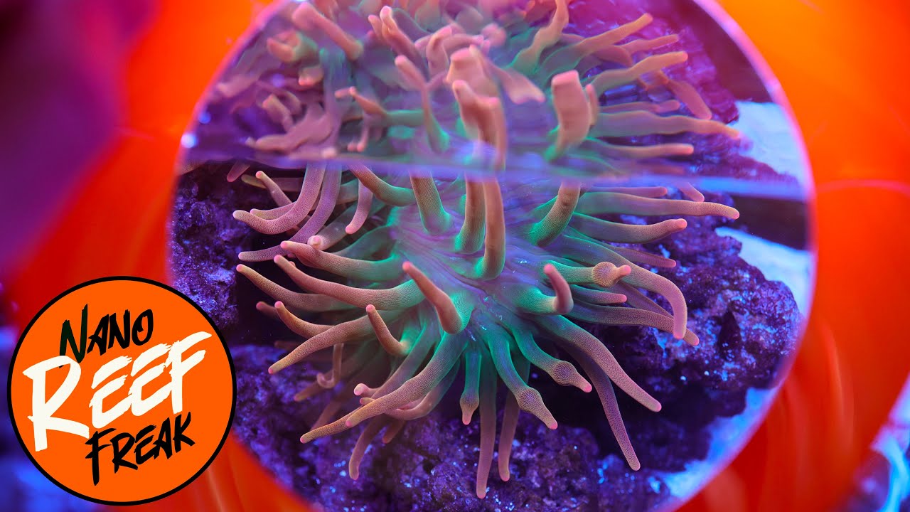 Reef Thoughts: NEW vs OLD reef tanks!