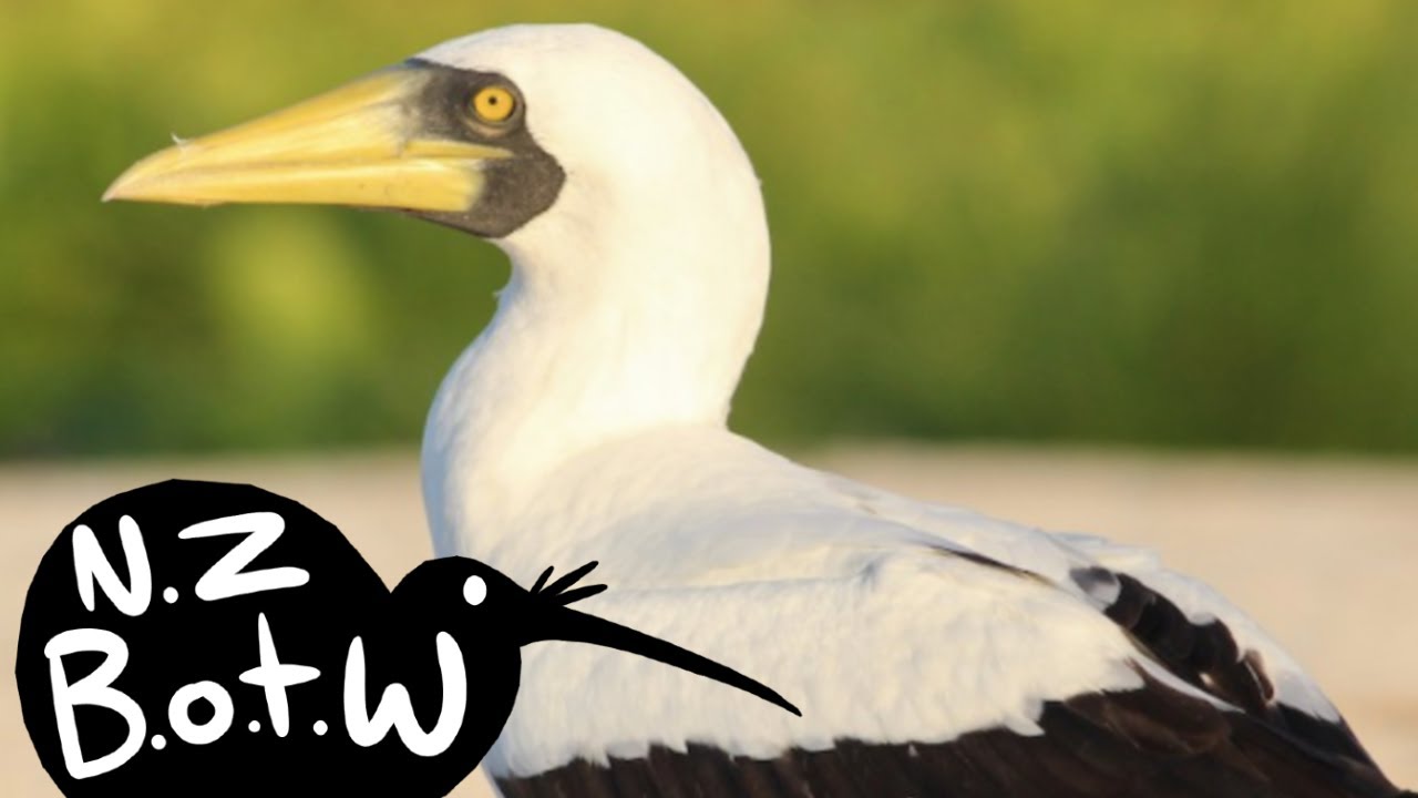 Masked booby - New Zealand Bird of the Week