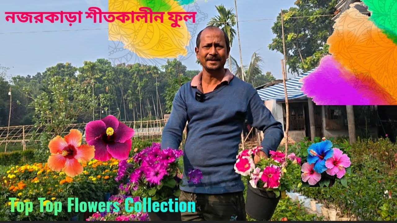 Top Winter Flower Collections। কম দামে নজরকাড়া সিজন ফুল গাছ। শ্রী গুরু নার্সারী গোবরডাঙ্গা 
