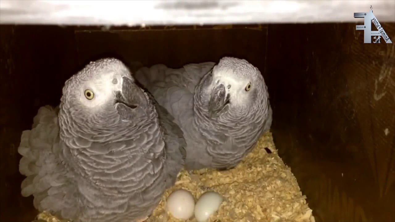 الحلقة الواحد والثاثون  animal factory 32   ( الطيور الناطقه )