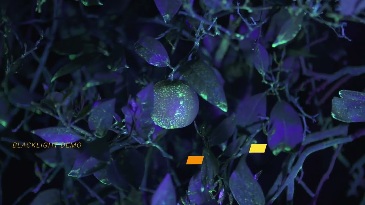 PREV-AM&reg; ULTRA - Blacklight Demo