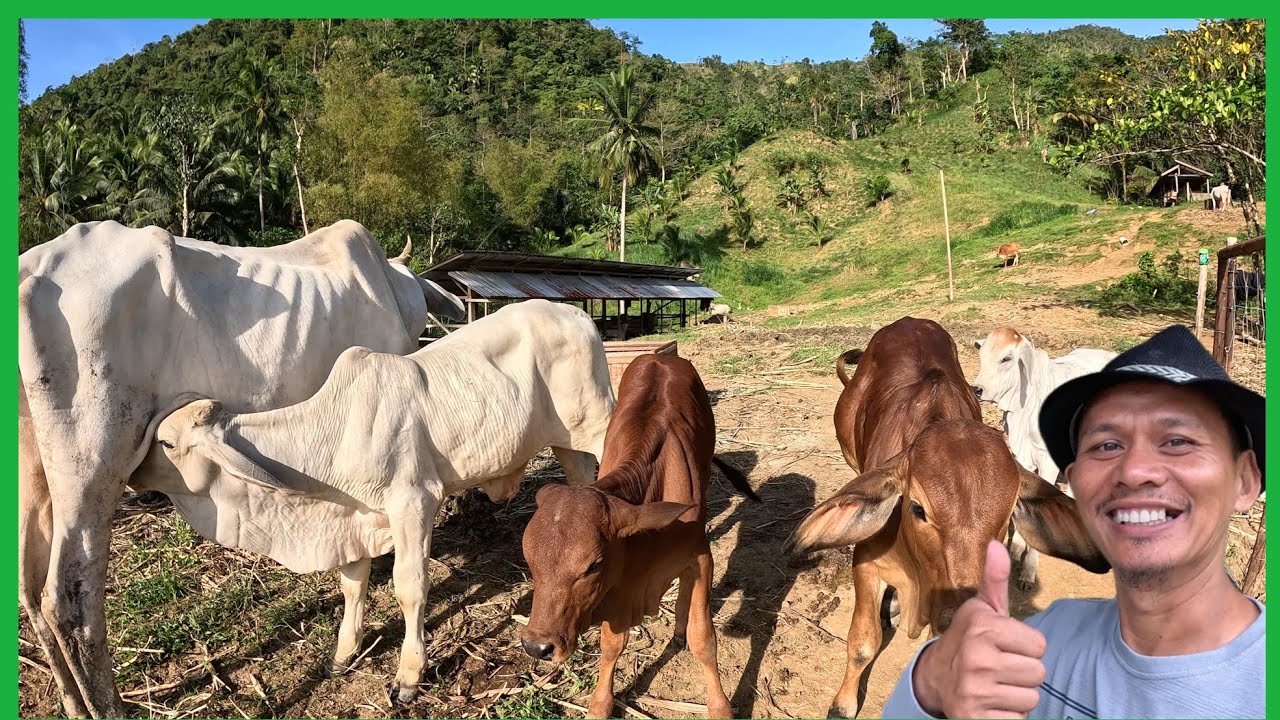 Hindi LANG BAKA ANG DUMADAMI SA AMIN..MAY GOOD NEWS DIN SA AMING PINA ALAGA NA MGA CARABAO 