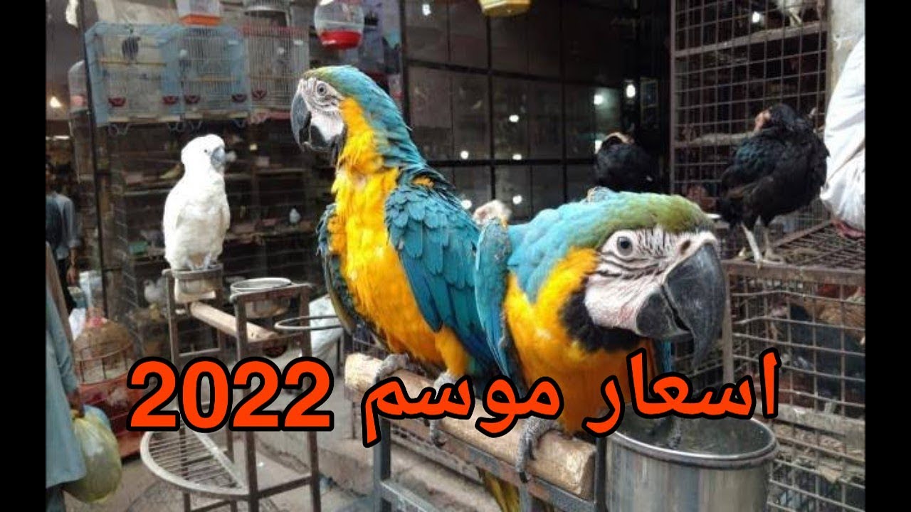 اسعار الببغاوات 2022