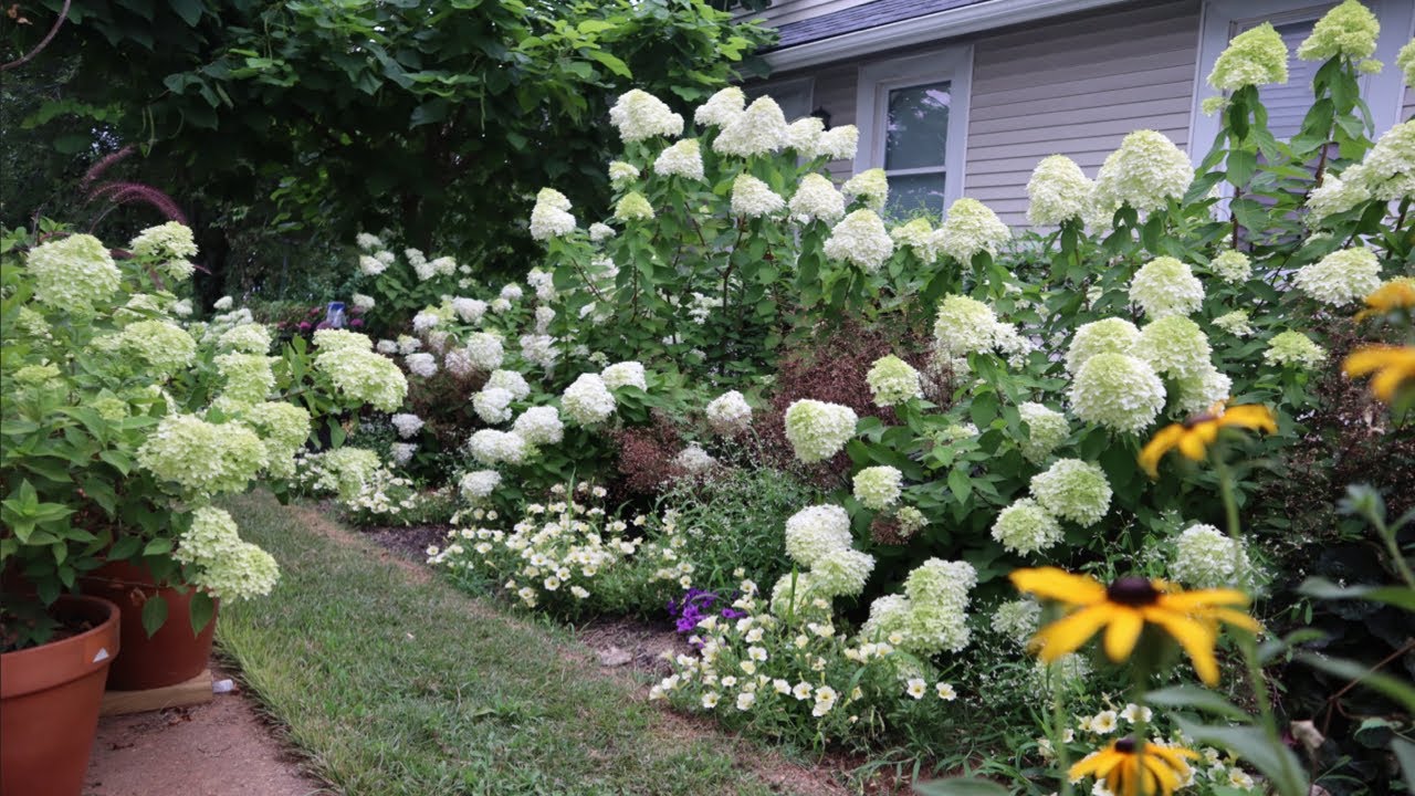 JULY GARDEN TOUR 2020 | HYDRANGEA TOUR