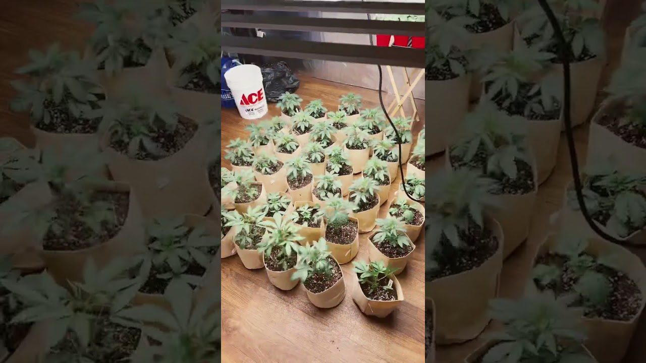 Indoor cannabis grow 2022