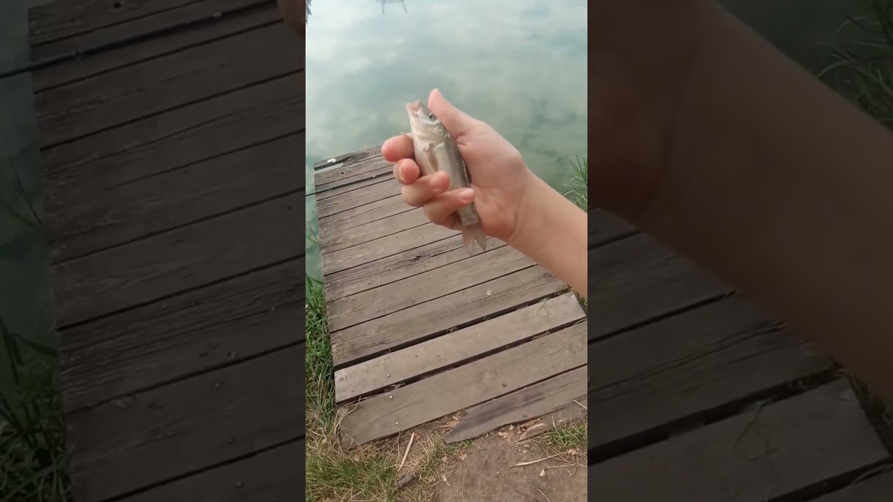 karp może kiedyś będzie miał 20 kg