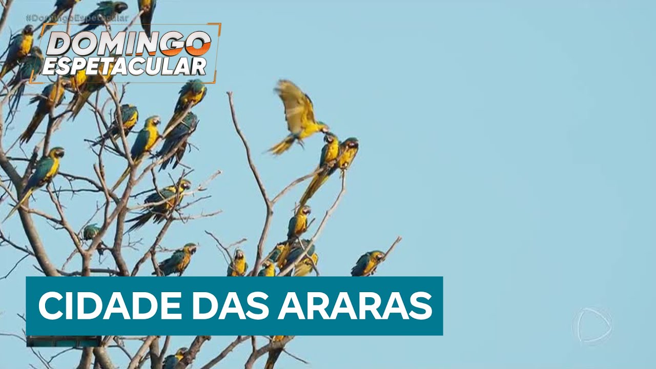 Achamos no Brasil: Cidade no interior de SP chama atenção pela quantidade de araras que vivem por lá