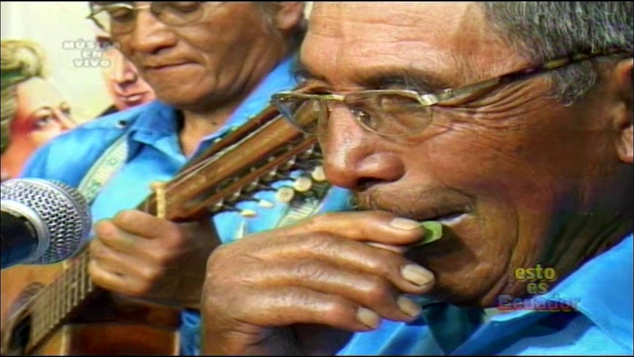 GORRIONCITO   TONADA   FLOR DE CHUQUIRAGUA