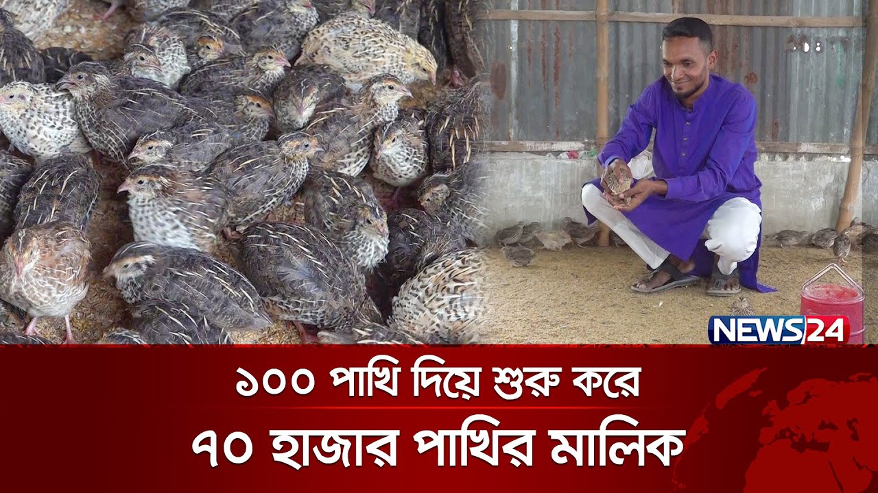 সরকারি চাকরি ছেড়ে ৪ কোটি টাকার কোয়েল পাখি, ডিম ও বাচ্চার খামার | News24 Special
